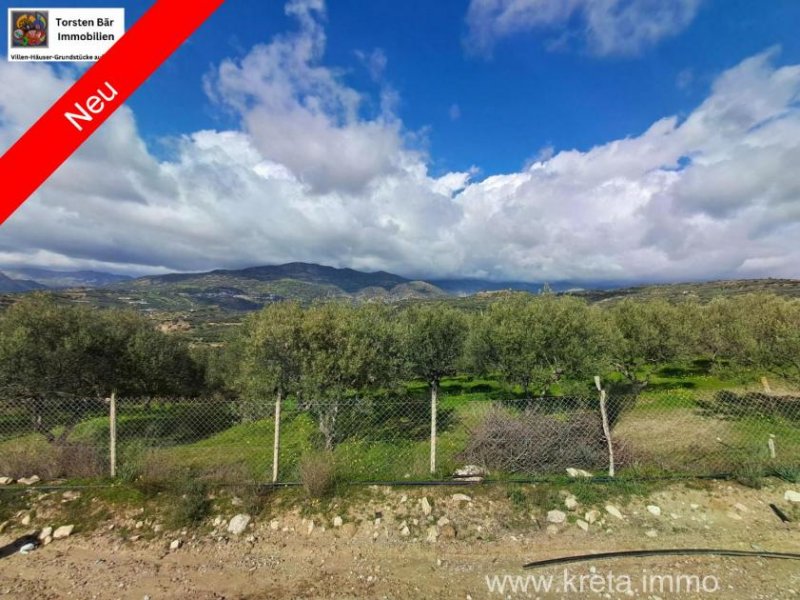 Galia Kreta, Galia Ein Olivenhain mit Persönlichkeit 3.805m² Grundstück kaufen